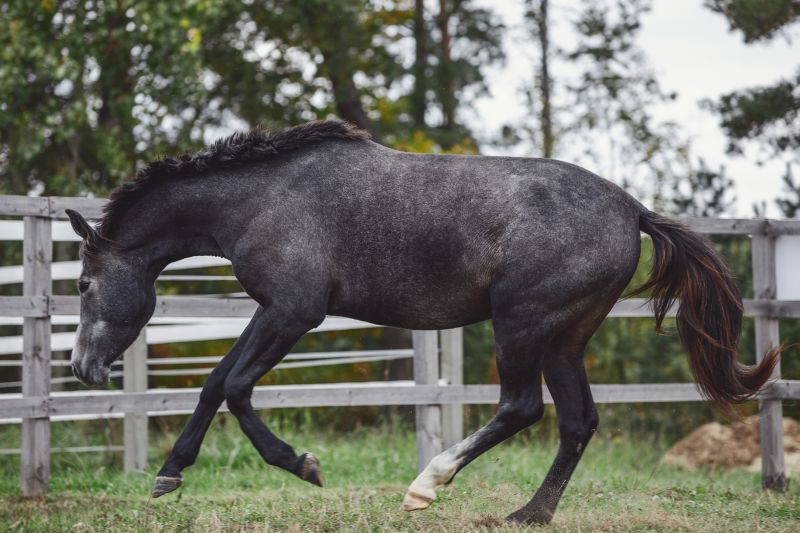 Equine Fence Installation in Roseville, CA