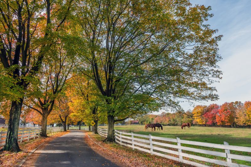 Horse Fence Replacement in Pearland, TX