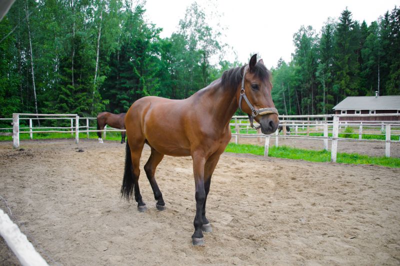 Horse Paddock Installation in South Houston, TX