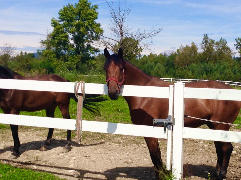 Horse Paddock Installation in South Houston, TX
